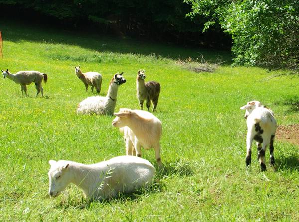 Bèstia - was ist das? Lamas und Ziegen