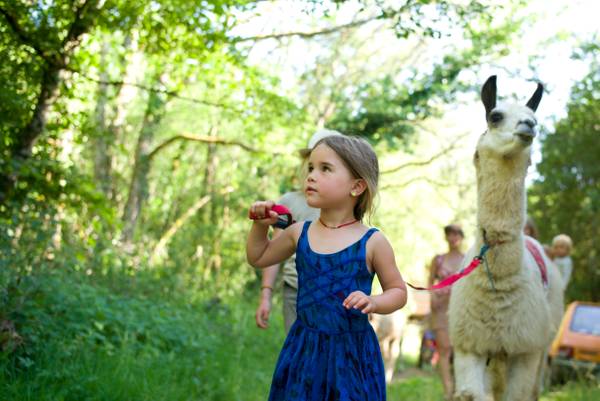 Activités lama en longe et enfant