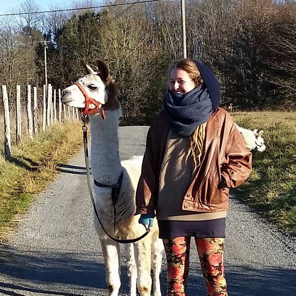 Little Swiss with llamas