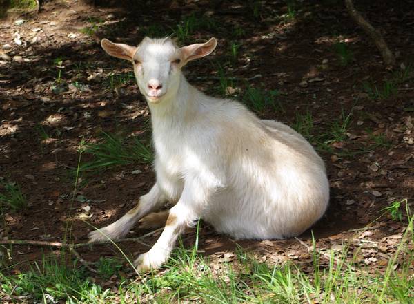 Eine Ziege (Blanquette!)