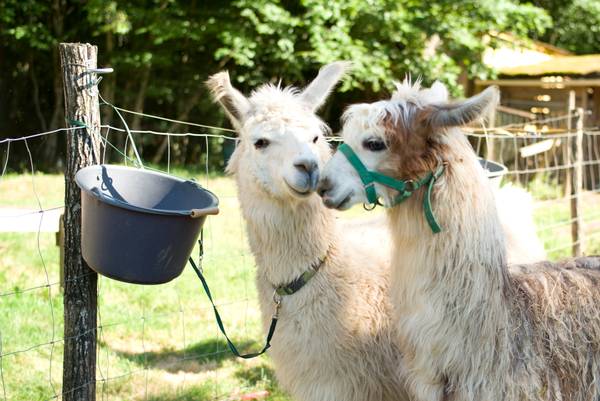 Llamas kiss