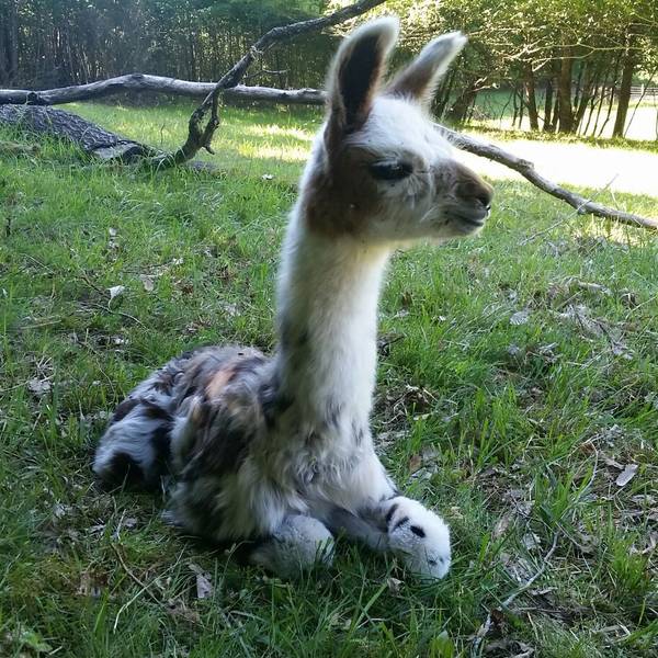 Baby lama